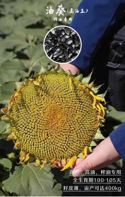 寿禾 向日葵种子葵花籽太阳花矮生观赏盆栽春秋季播种阳台家庭种植