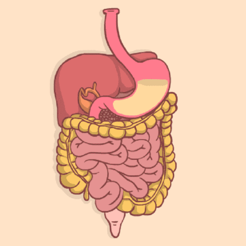 肌肉|括约肌|小肠|大肠_网易订阅