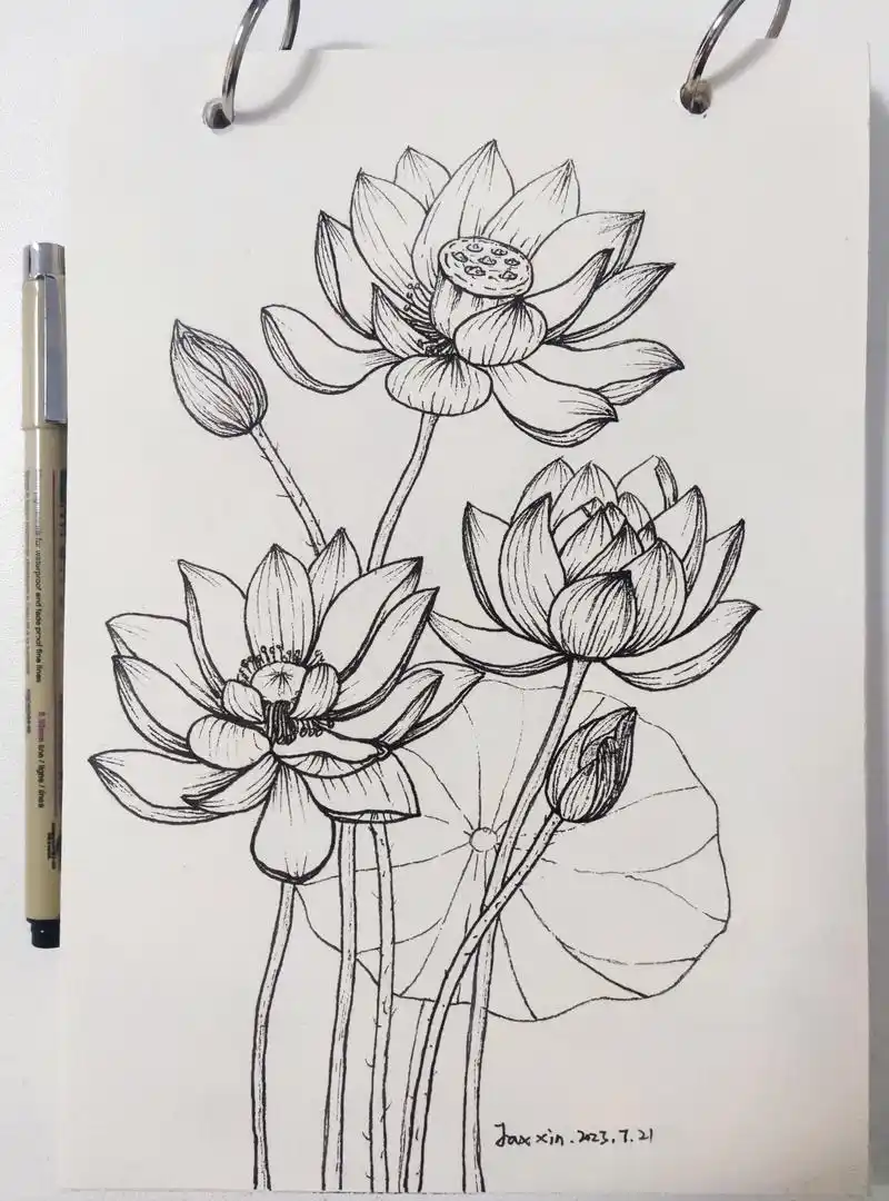 每日一画|最美的荷花