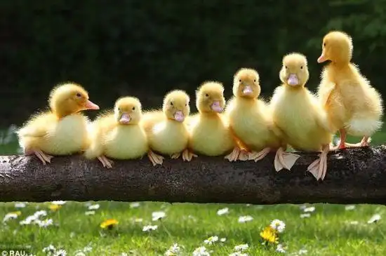 动物中的"淘气包":超萌小鸭子照(图)