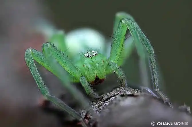 蜘蛛图片_图片大全