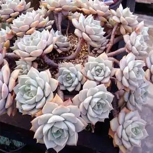 昆明多肉植物基地精品植物进口贵货白牡丹群生多肉植物大株老桩