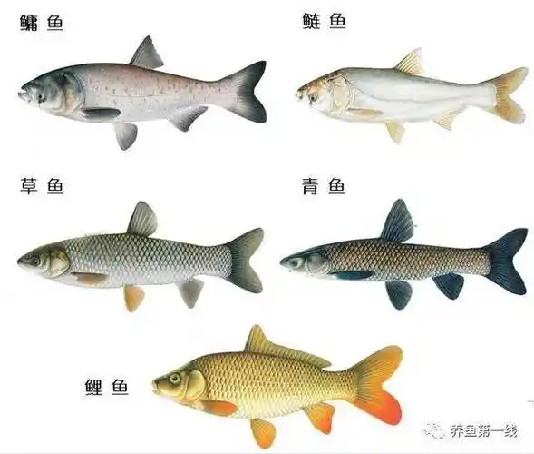 原创虽然常见常养但有我们所不掌握的知识点详解七种大宗淡水鱼类的