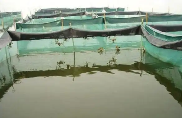 养螃蟹一亩能要多少本钱一亩蟹能盈利多少