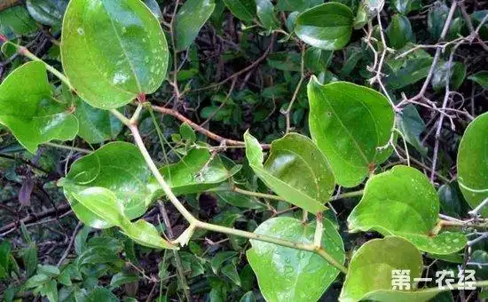 九牛力是不是金刚藤?二者有区别吗?