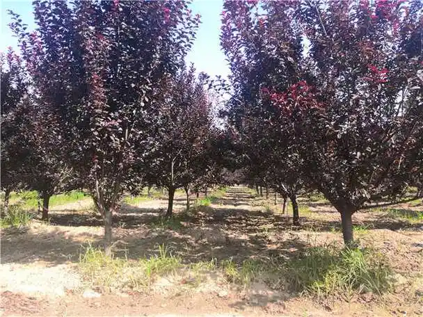 图片】太阳李对于很多人来说并不是很陌生,这是一种著名的北方彩叶树