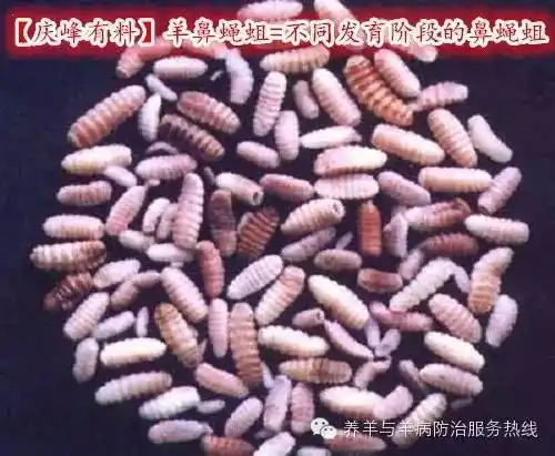 羊常见寄生虫病图片珍藏