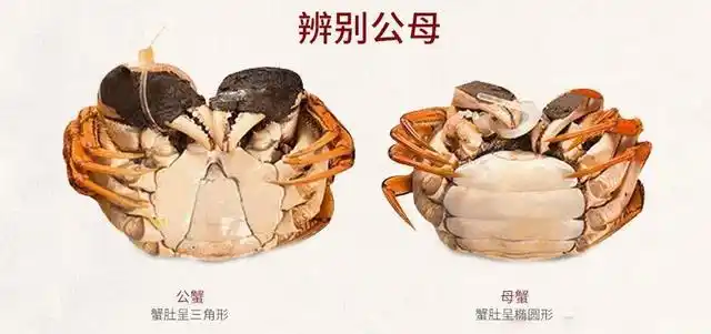 岁时节气丨寒露:吃螃蟹的这些讲究,你知道几个?