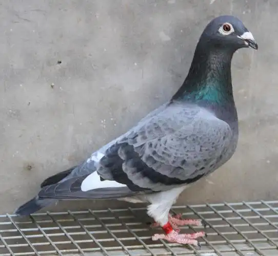 【慕利门军校生】