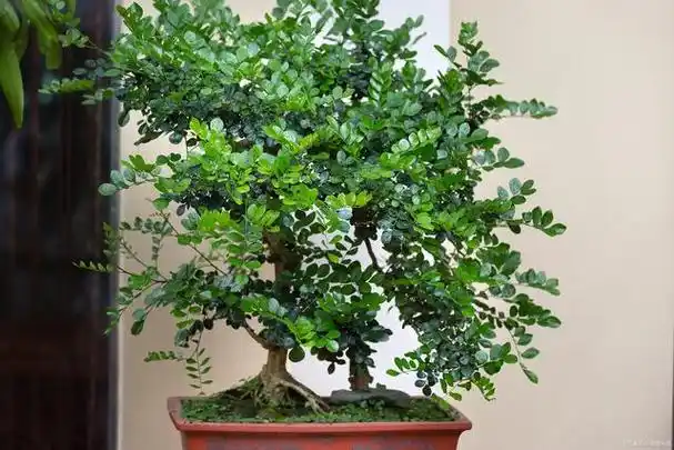 清香木的养殖方法和注意事项,做好这6点,枝繁叶茂