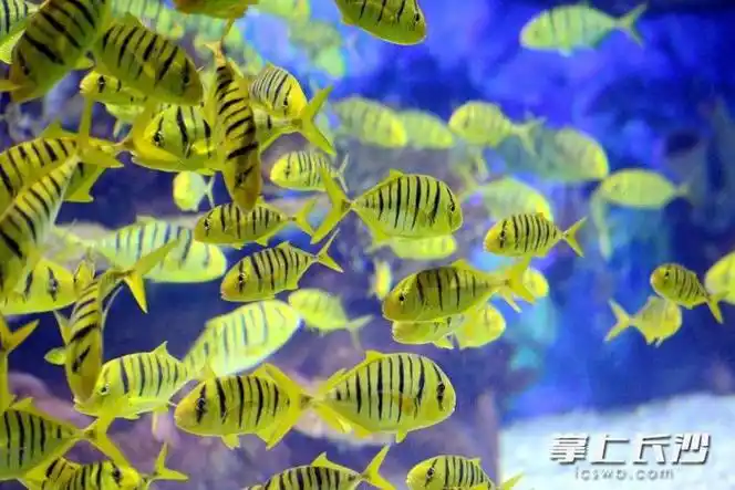 长沙海底世界:背《离骚》免门票