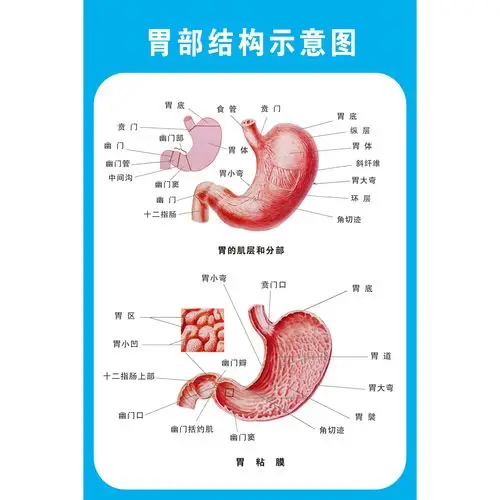 人体胃部解剖系统示意图医学宣传挂图人体器官心脏结构图医院海报