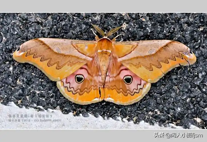 原创眉纹天蚕蛾漂亮也较为常见或许有不少的人以为是大蝴蝶