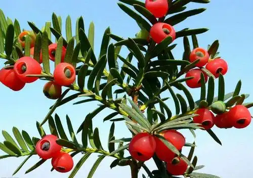 吉祥树的养殖方法和注意事项:喜阴,不可在强光下暴晒