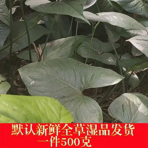 新鲜中草药湿品簕茨刺芋天策簕藕一份500克其它