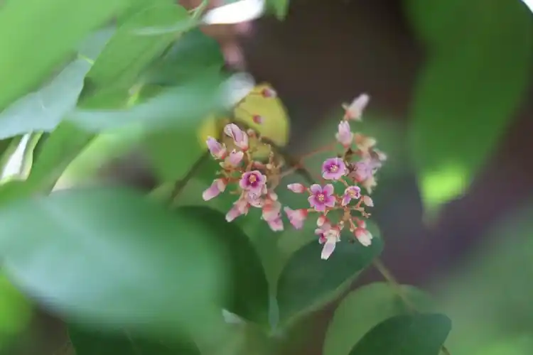 杨桃花--百花凋凌我独秀