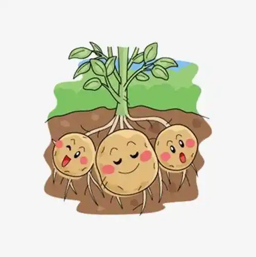 土豆简笔画 土豆简笔画简单