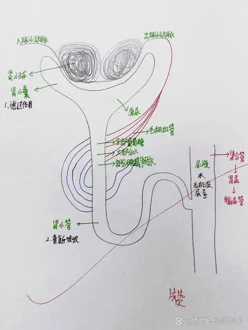 学生作业|肾单位的结构模式图