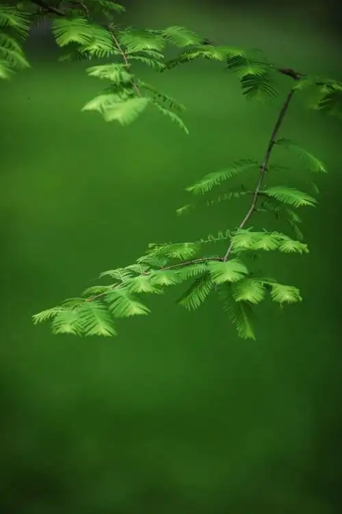 2021入伏出伏时间