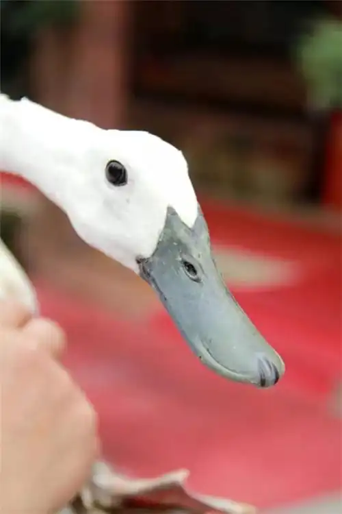 (附:4款白鹭鸭菜品)