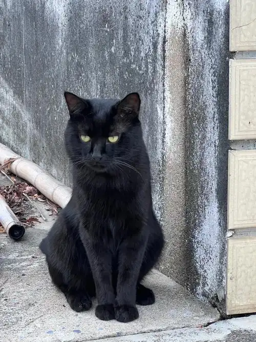 黑猫