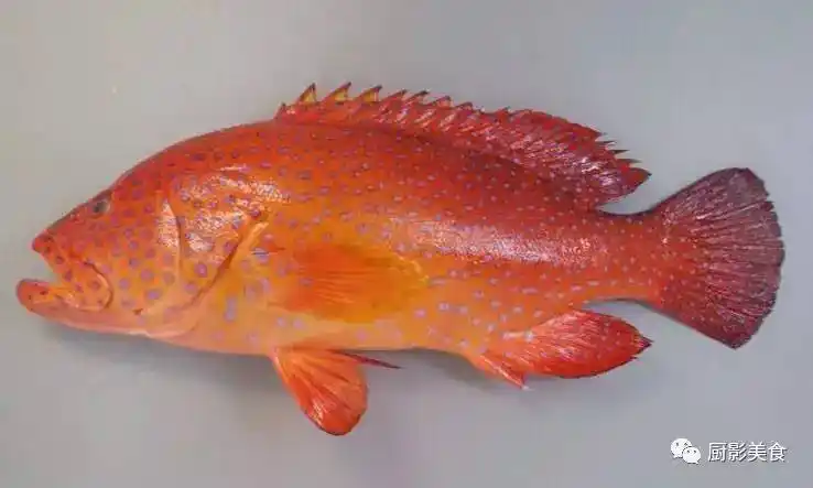 蓝瓜子斑蓝瓜子斑在市面上是很少见的,此鱼原产于东南亚,它的鱼皮较厚