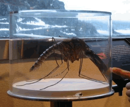 世界上最大的蚊子体长35厘米不吸血却爱吃其他蚊虫