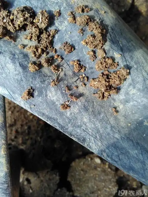 温室黄瓜里的地蛆