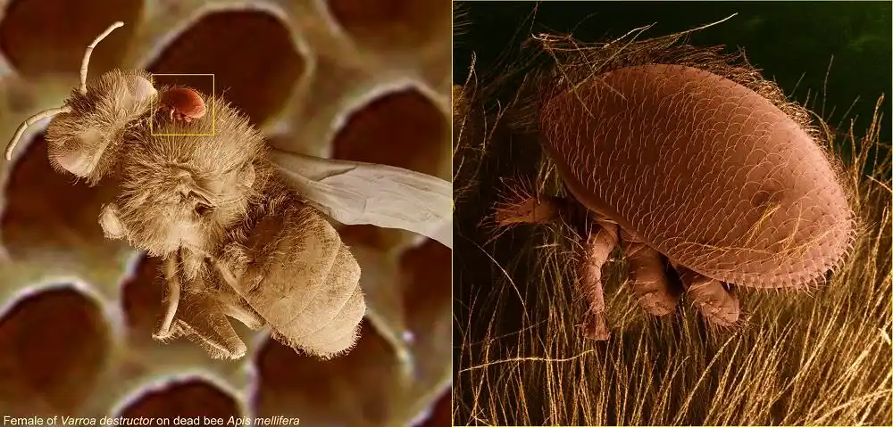 寄生在蜜蜂身上的瓦螨.图片:pavel klimov / wikimedia commons