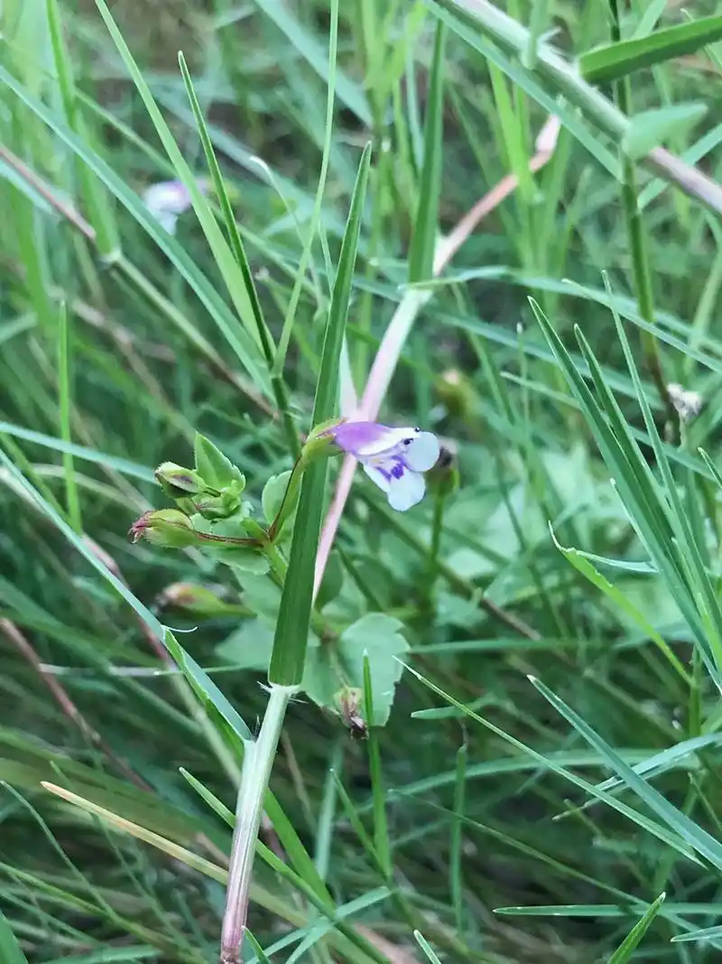 路边野花的奇奇怪怪名字!#识百草 #每种绽放都有力量  - 抖音