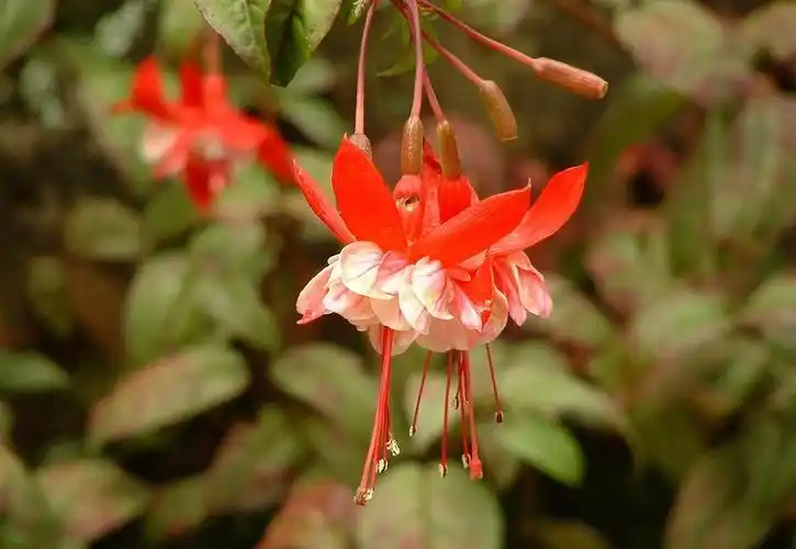 倒挂金钟逢夏必枯萎纯粹谣言学会三个小妙招安全度夏没问题