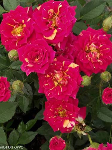 钻石玫瑰红钻月季花苗盆栽四季开花欧月浓香灌木阳台绿植物花卉