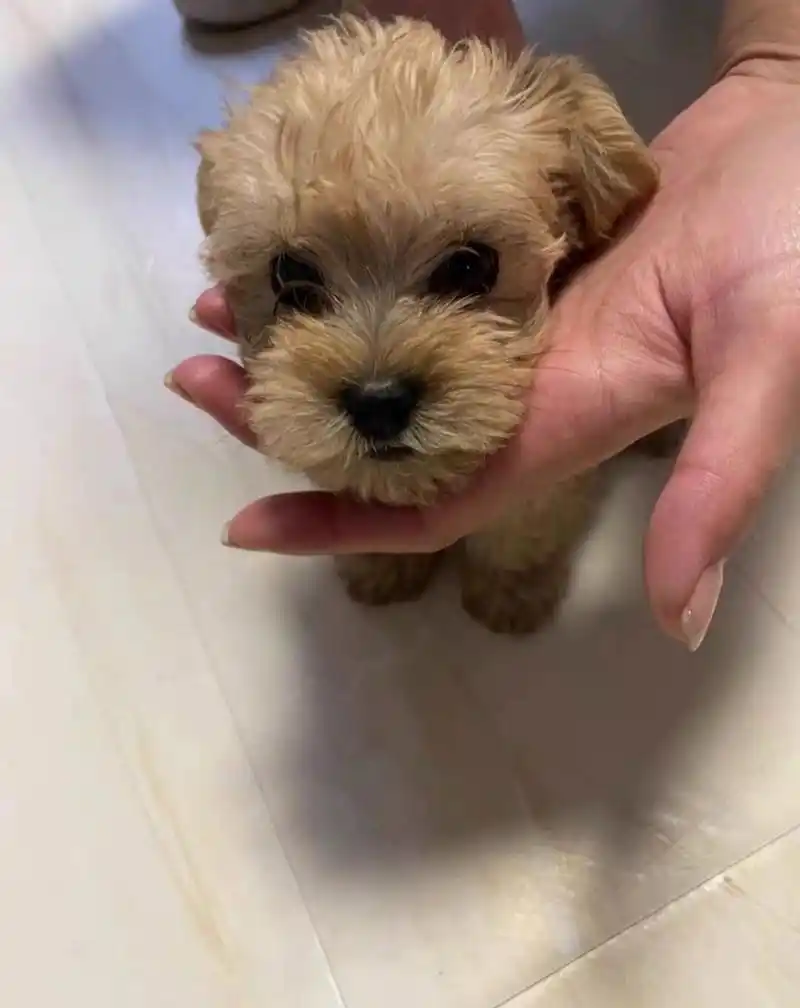 泰迪串串499 biu__福利又来喽,雪纳瑞和泰迪的串串,手慢无