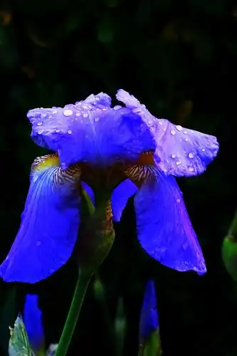 法国的国花,鸢尾花是浪漫的法兰西人的最爱!