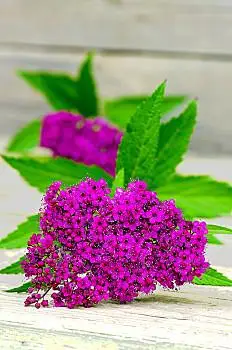 草地,可爱,日本,绣线菊,绣线菊属植物,花