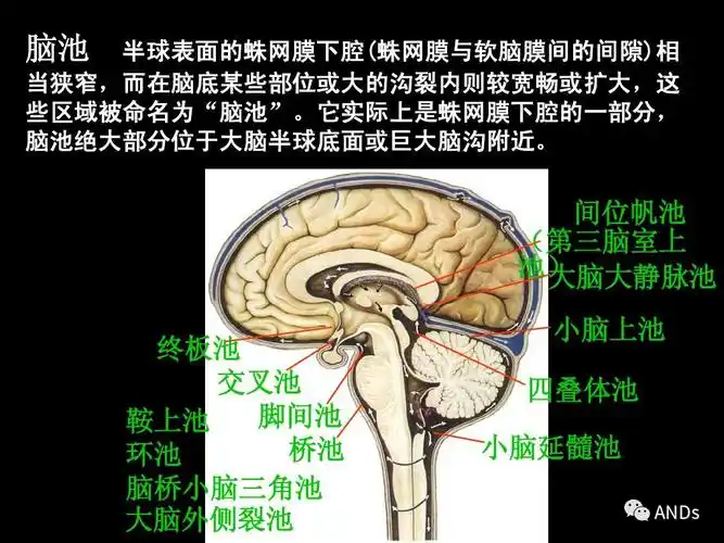 脑室系统 = 侧脑室 第三脑室 第四脑室 (第五脑室 第六脑室) 中脑水管