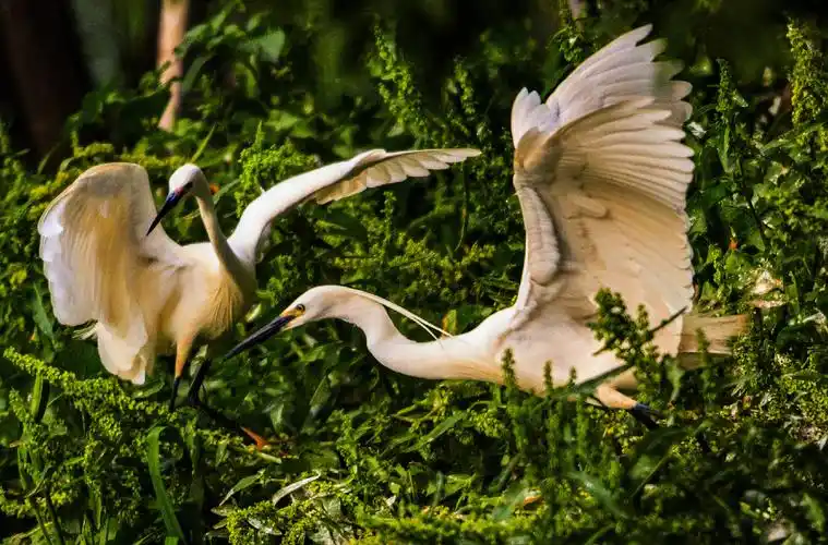标题:灰鹭和白鹭.