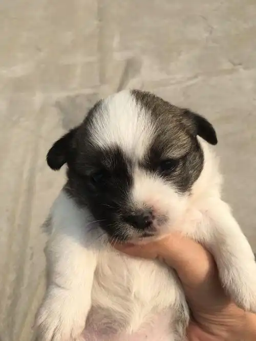 京巴柯基串串送爱狗人士还剩两只