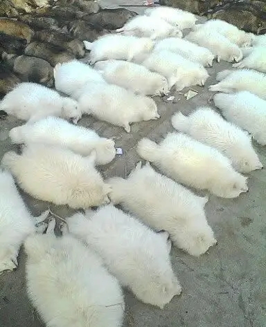 白貉子皮长年供应,量大