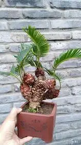 日本白鳞铁树盆景