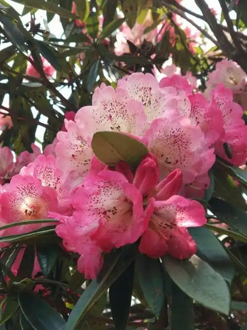 春天脚步~观赏马缨花