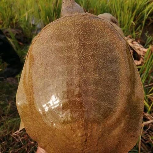 甲鱼活体包邮生态海鲜中华老鳖水鱼王八鲜活团鱼滋补水产黄背老鳖