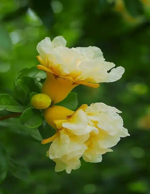 第一次见到白色石榴花也许少见多怪你们那里有这白色石榴花吗