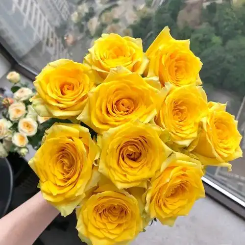 月光漫步云南切花经典品种奥斯汀玫瑰新手易养阳台庭院原盆原土