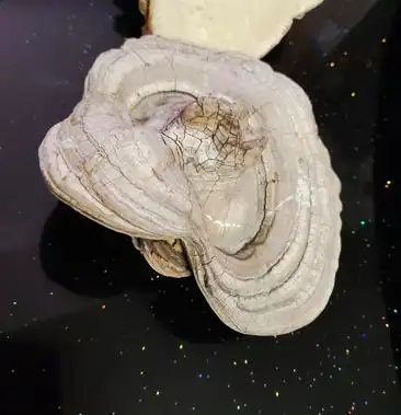 出售自摘野生白灵芝200g白玉芝