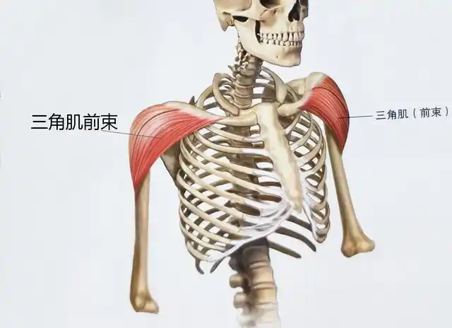 8个肩部三角肌训练动作快速打造球形肩膀肌肉提高女友安全感