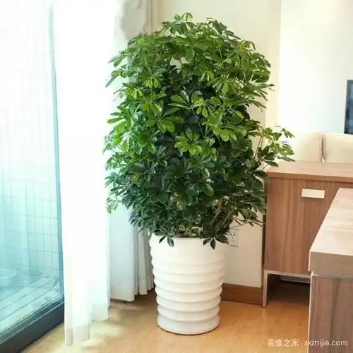 招财树摆放风水有哪些怎么养护发财树