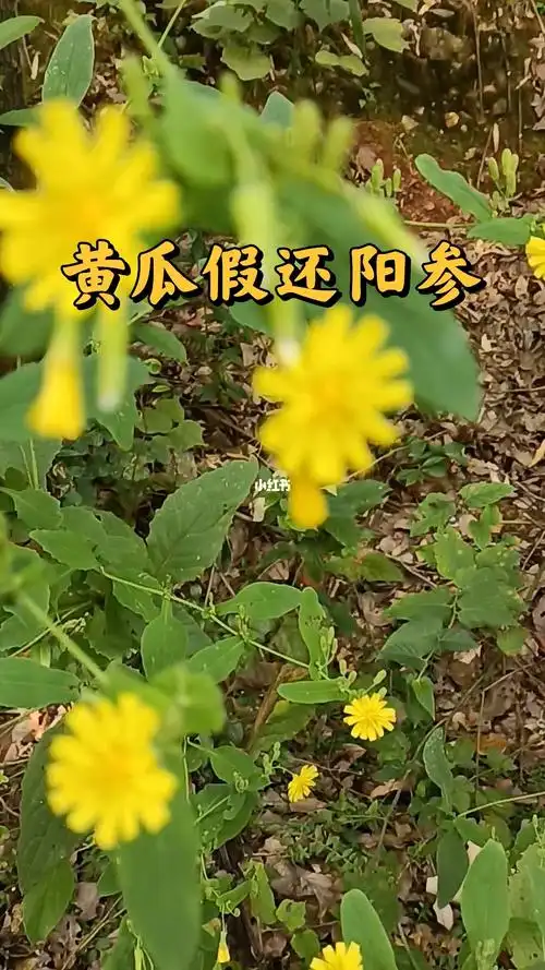 黄瓜假还阳参别名有黄瓜菜盘儿菜大苦