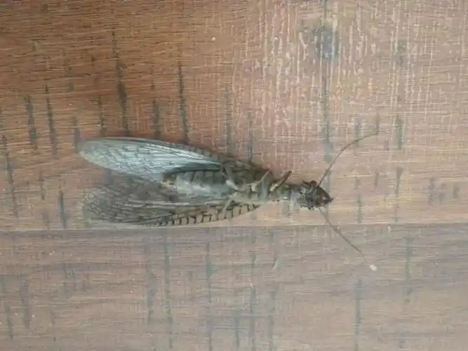 昆虫日记丨发现新伙伴东方巨齿蛉好奇宝宝进