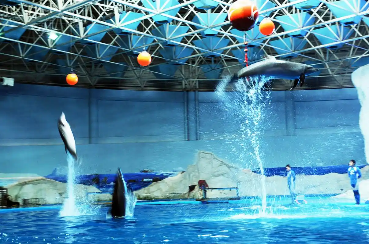 青岛极地海洋公园——你值得一去!